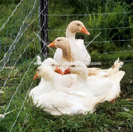 group of five domestic geese