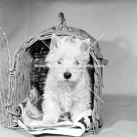west highland white terrier puppy in dog carrying basket