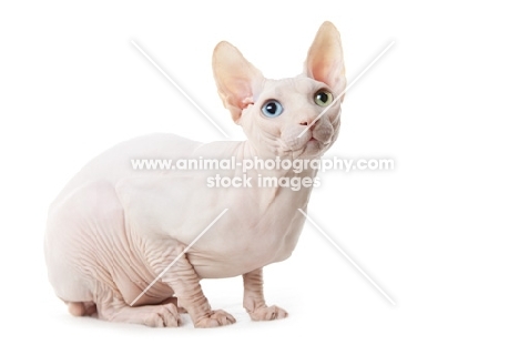 Odd eyed Sphynx cat crouching