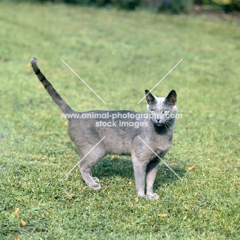 ch hengist stronganoff, russian blue cat