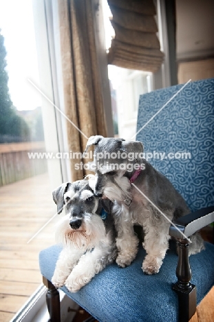 miniature schnauzers nuzzling in blue chair