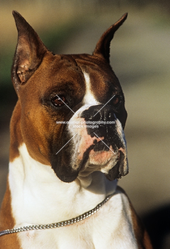 boxer with cropped ears, portrait