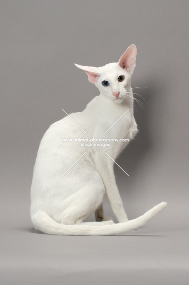 White Odd Eye Oriental Shorthair cat sitting on grey background