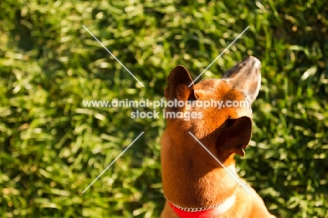 Thailand Ridgeback top view