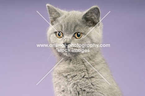 british shorthaired kitten isolated on a purple background