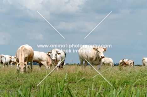 cows in Holland