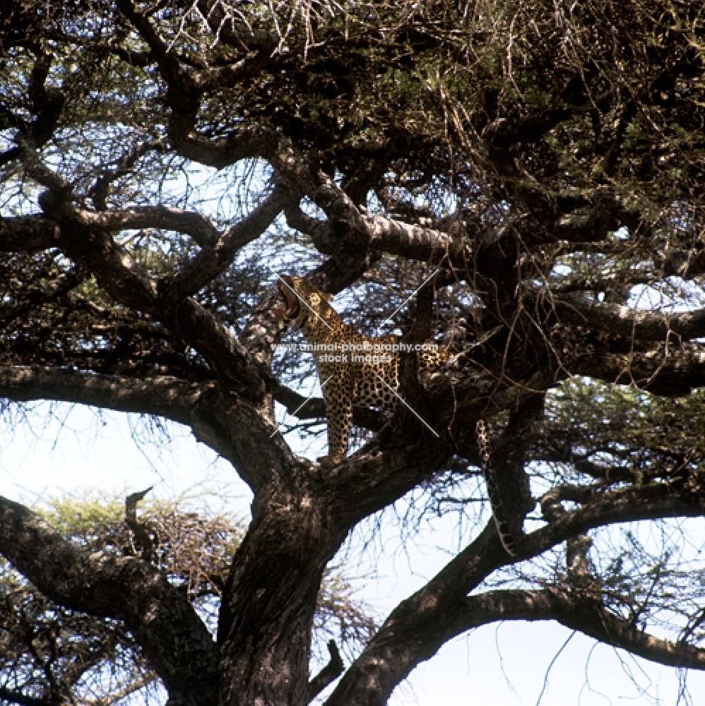 leopard standing in a tree yawning