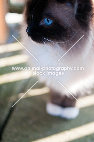 mitted Ragdoll, close up
