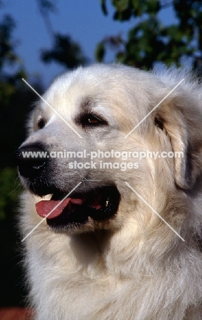 am ch whispering pines andre of valcarlos,  portrait of pyrenean mountain dog