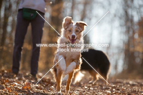 Australian Shepherd Dog