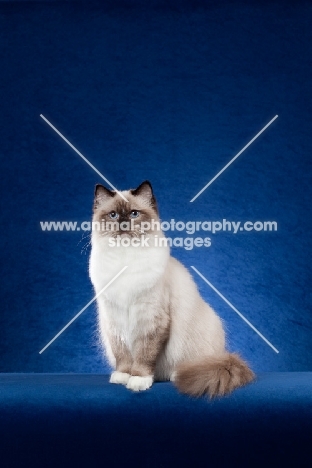 Ragdoll cat in studio on blue background