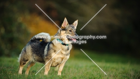 Swedish Vallhund