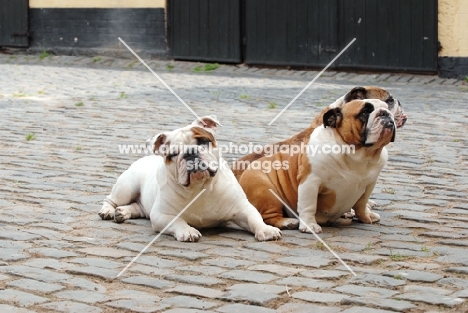 three English Bulldogs