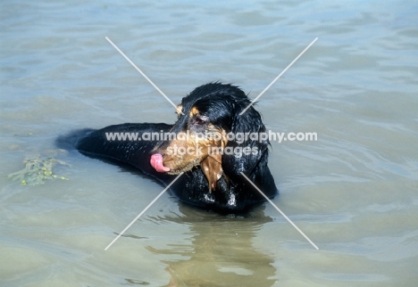 bonavoir dark spirit, long haired dachshund in the sea licking nose
