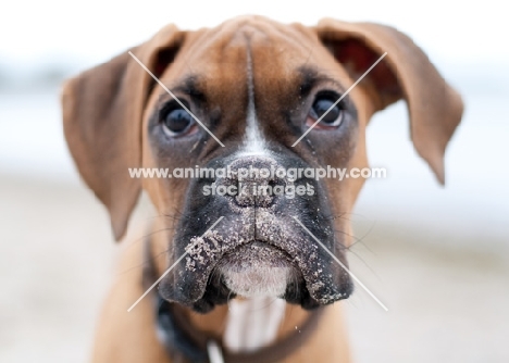 Boxer puppy portrait
