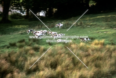 trail hounds racing at ennerdale, lake district