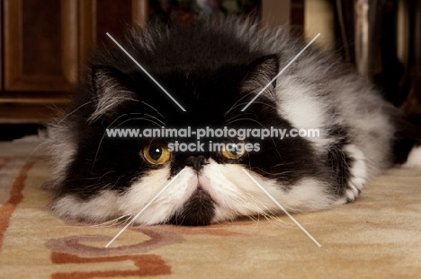black and white Persian cat with head on carpet