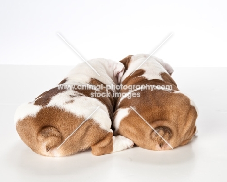 two bulldog puppies