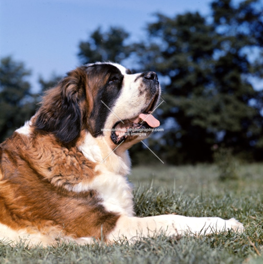 side view portrait of a saint bernard