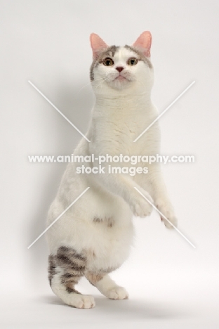 Blue Classic Tabby and White Manx jumping up