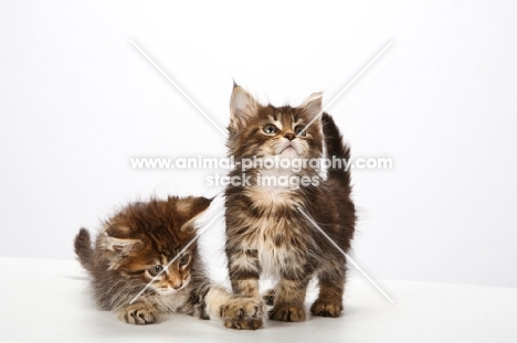 tow Maine Coon Kittens