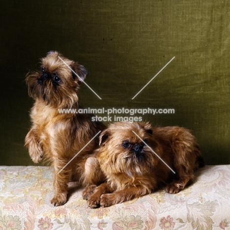 ch gaystock la fable and ch gaystock la flambee, two griffons indoors