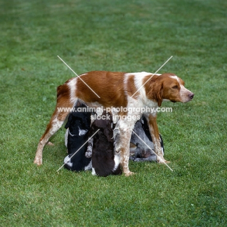 brittany bitch with her puppies suckling