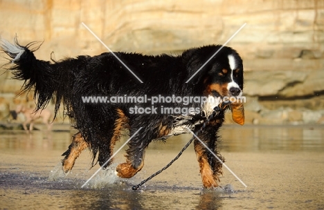 Bernese Mountain Dog retrieving on beach