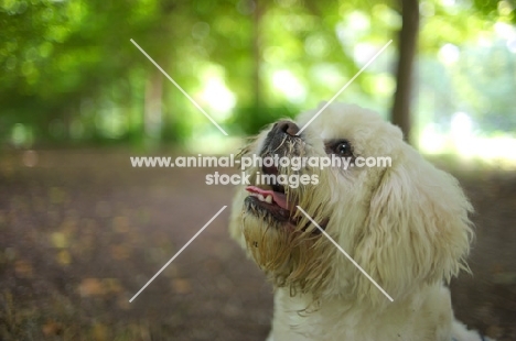 white lhasa apso in a beautiful forest scenery