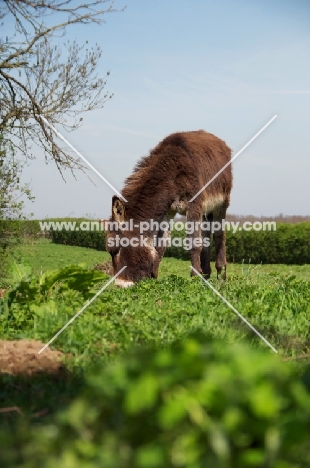 Donkey grazing in field