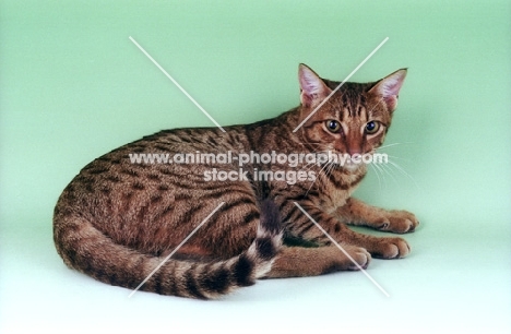 brown ocicat, lying down