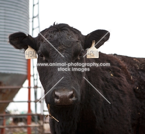 black Aberdeen Angus