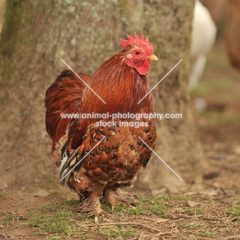 peking bantam