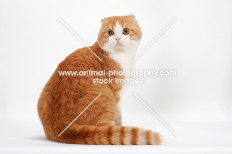 Scottish Fold cat looking back, red mackerel tabby & white