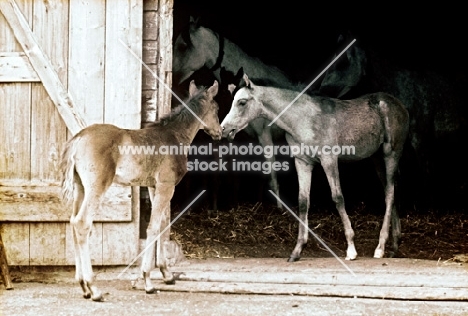 german arab foals in stable doorway at marbach stud germany