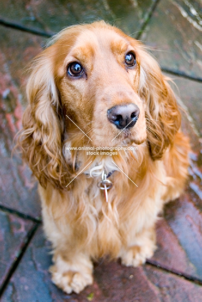 Spaniel sitting on patio