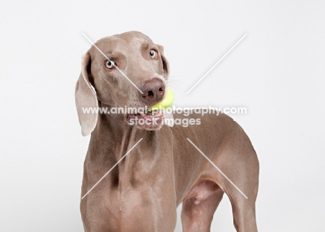Weimaraner in studio, with tennis ball in mouth.