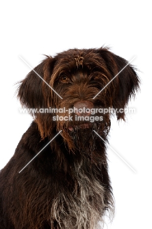 German Wirehaired Pointer sat isolated on a white background