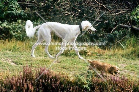 saluki and norfolk terrier trotting along a path