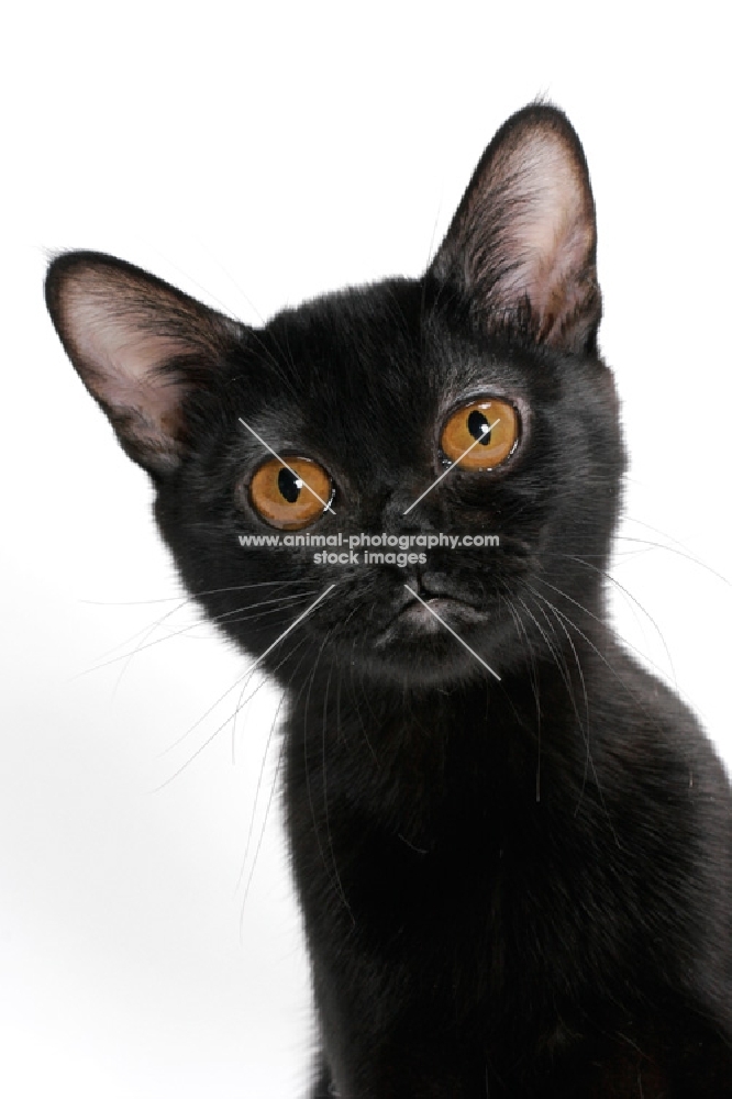 black bombay cat portrait, on white background