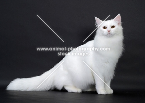 White Norwegian Forest Cat