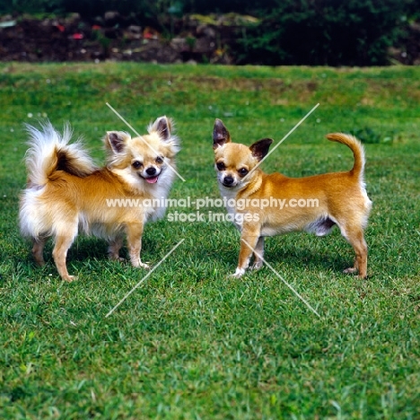 long coat and smooth coat two chihuahuas standing on grass