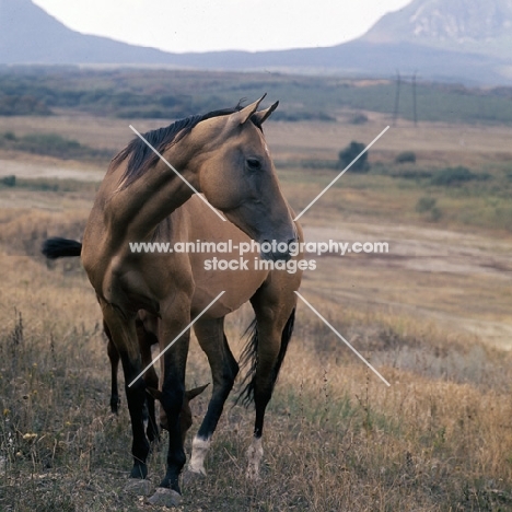 akhal teke mare with foal almost hidden behind at tersk stud farm, stavropol