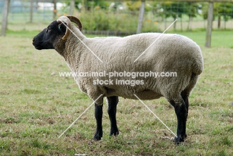 Norfolk Horn (aka Blackface Norfolk Horned, Norfolk Horned, Old Norfolk or Old Norfolk Horned)