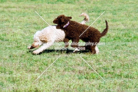 two undocked poodles running together in a field