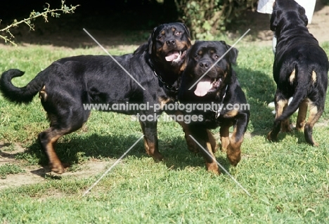 three undocked rottweilers playing