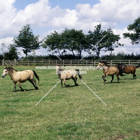 four show new forest ponies cantering in a field