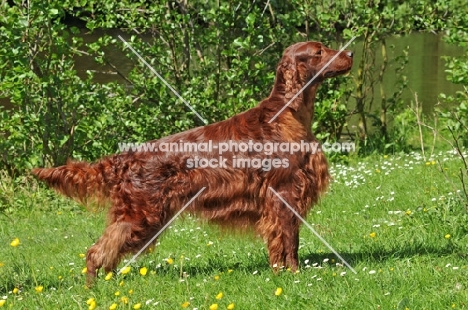 Irish Setter posed