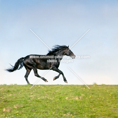 kabardine stallion cantering on skyline in caucasus mountains
