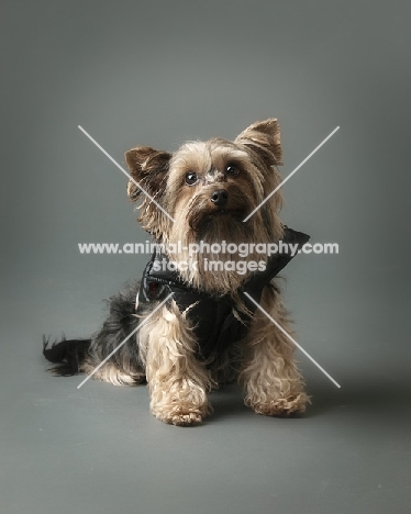 Yorkshire Terrier on grey background